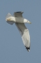 Caspian Gull - in flight