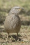 Arabian Babbler - male, front view