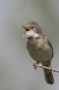 (Common) Whitethroat - mal, front viewe