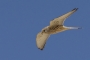 Lesser Kestrel - female in flight