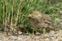 Stone-curlew - bending