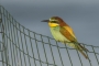 (European) Bee-eater