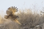 (Eurasian) Eagle Owl - juvenile in flight