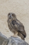(Eurasian) Eagle Owl - juvenile