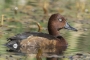 Ferruginous Duck - male