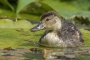 Ferruginous Duck - chick