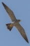 Sooty Falcon - in flight