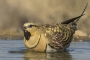 Pin-tailed Sandgrouse - male