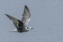 White-winged Tern - winter changing plumage 1