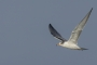 (Common) Tern  - young in flight