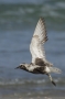 Black-bellied Plover - summer plumage in flight 2
