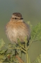 Whinchat - young, front view