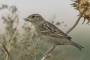 Spanish Sparrow - female