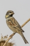 Dead Sea Sparrow - male (fall)