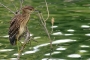 (Black-crowned) Night Heron - young