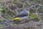 Grey Wagtail - first winter