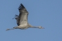 (Common) Crane - young in flight