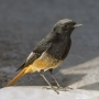 Black Redstart - male