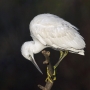 Little Egret - young