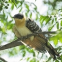 Great Spotted Cuckoo - young