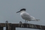 Sandwich Tern - summer plumage