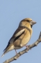 Hawfinch - female