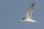 Little Tern - in flight