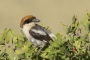 Woodchat Shrike - female