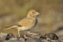 Thick-billed Lark - young