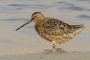 Long-billed Dowitcher - summer plumage