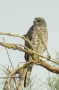 Levant Sparrowhawk - female