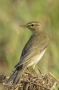 Willow Warbler - young (fall)
