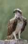 Osprey - young