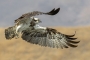 Osprey - young in flight