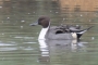 (Northern) Pintail - male