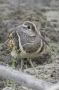 Greater Painted-Snipe - male, front view