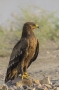 Lesser Spotted Eagle - young