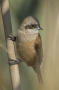 (Eurasian) Penduline Tit - female