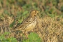 Red-throated Pipit - winter plumage