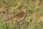 Water Pipit - winter plumage