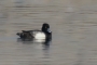 Tufted Duck - male