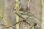 (Common) Chaffinch - female
