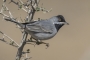Ruppell's Warbler - male