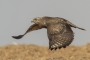 (Common) Buzzard - young in flight