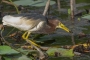 Chinese Pond-heron - male, breeding season 