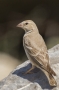 Pale Rockfinch