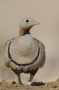 Black-bellied Sandgrouse - male, front view