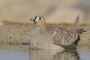 Crowned Sandgrouse - male