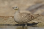 Crowned Sandgrouse - young