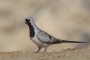 Namaqua Dove - male